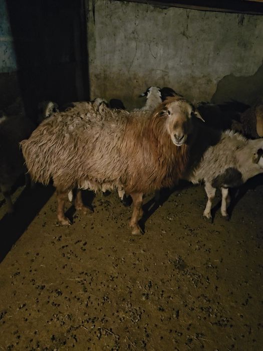 Кошкар ,баран, Едилбай, гиссар