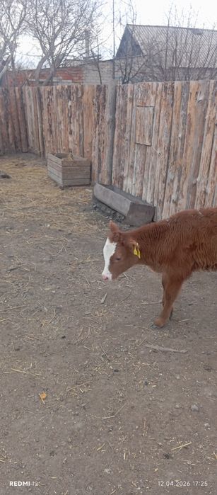 Продам телят.        .