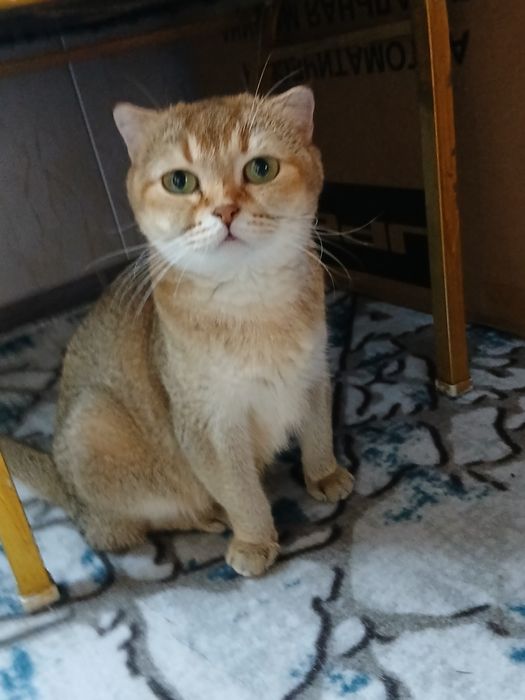 Британская короткошёрстная золотистого окраса.