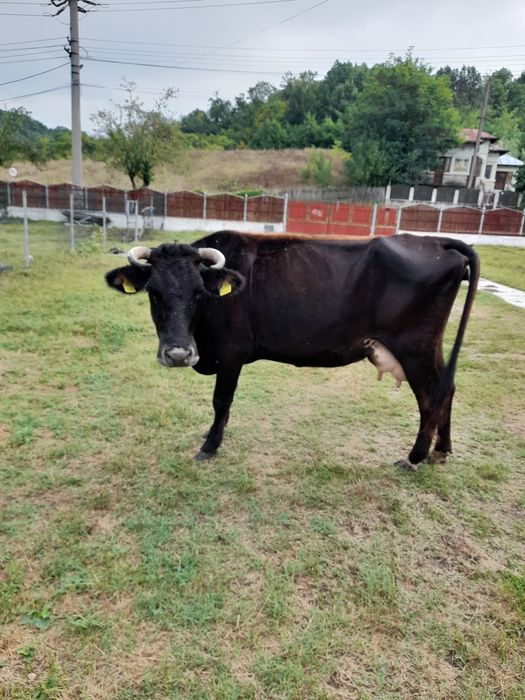 Vaca buna de lapte!