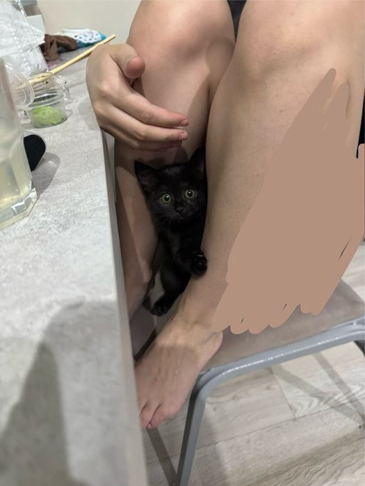Кошечка ищет любящую семью