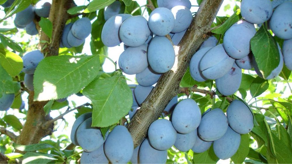 Vand prune pentru tuica Anna Spath