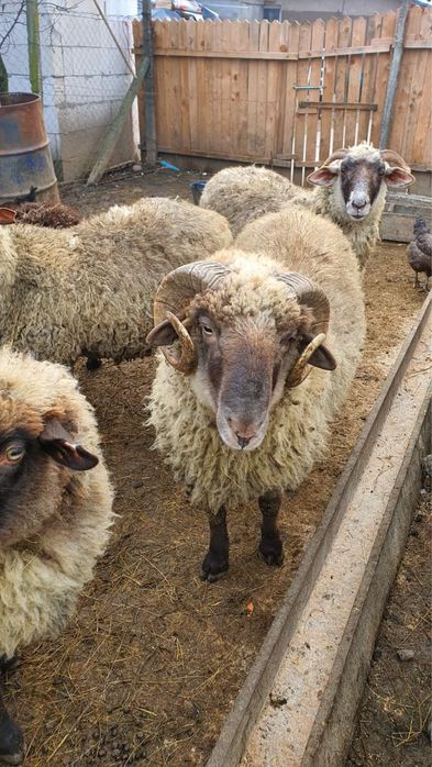 Vand 10 oi tinere cu miei si un berbec