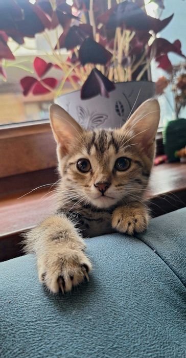 Отдам котят в добрые руки