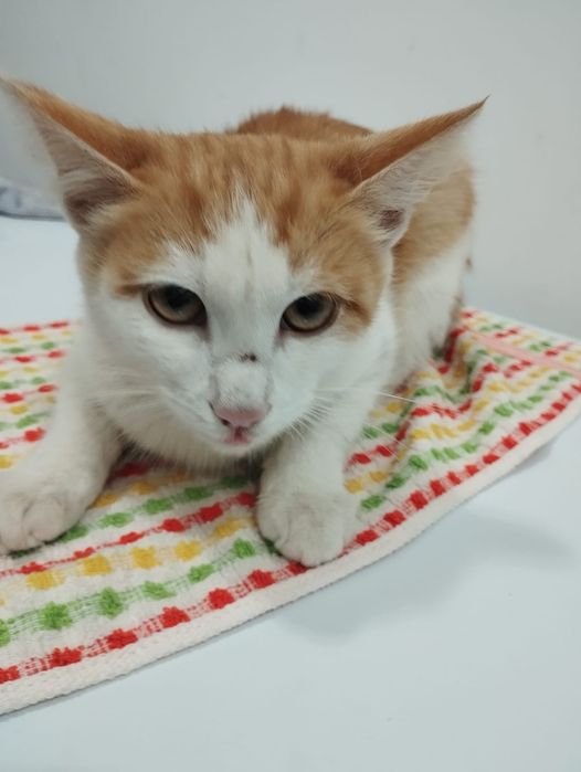 Отдам котёнка в добрые руки