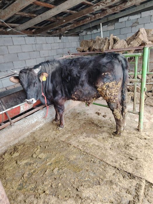 Бұқа сатылады откормда тұрған