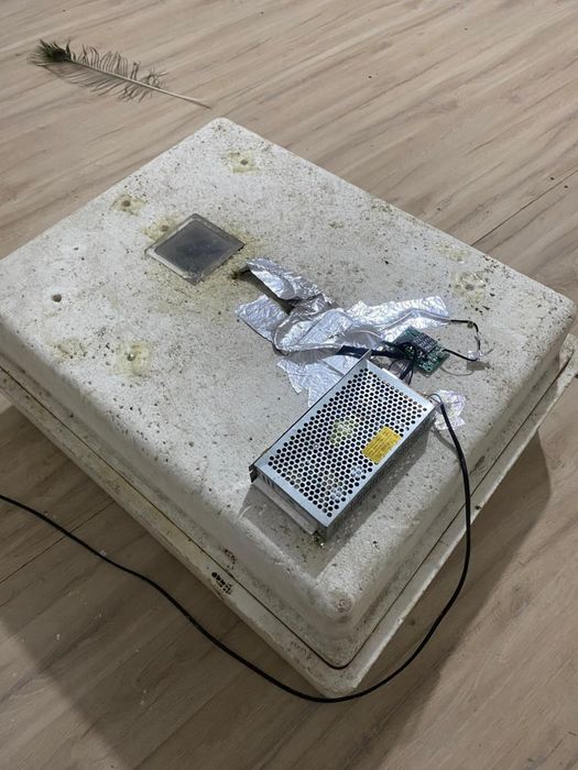 Несушка инкубатор