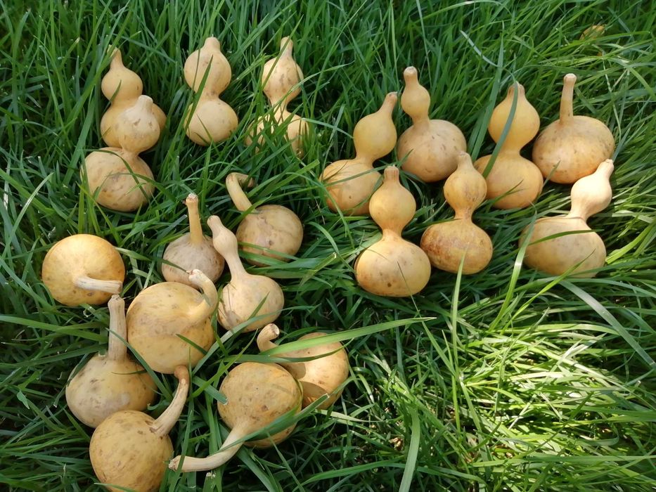 Хоби красиви крат