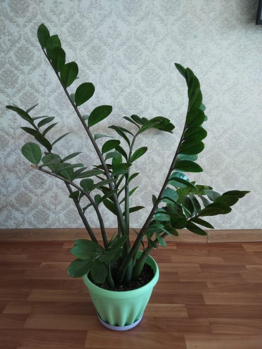 Доллор цветы продам срочно