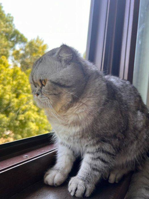 Scottish Fold toza zot 1,5yosh, pasporti bor , emlangan, sotilmaydi,