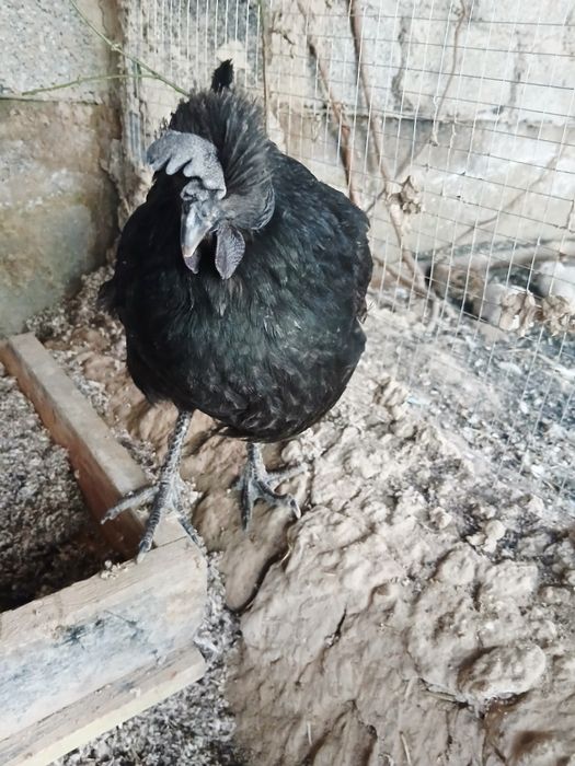 Qora tovuq gowt qora tuxum kok