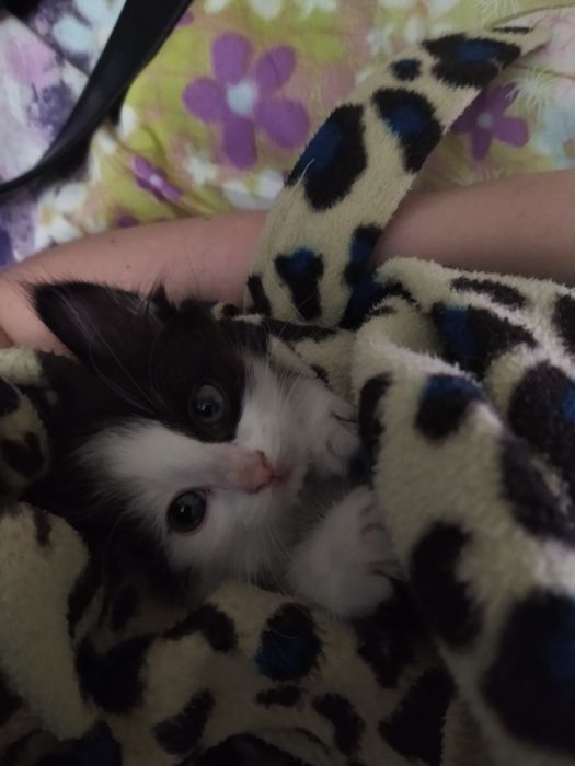 отдам котенка в хорошие руки