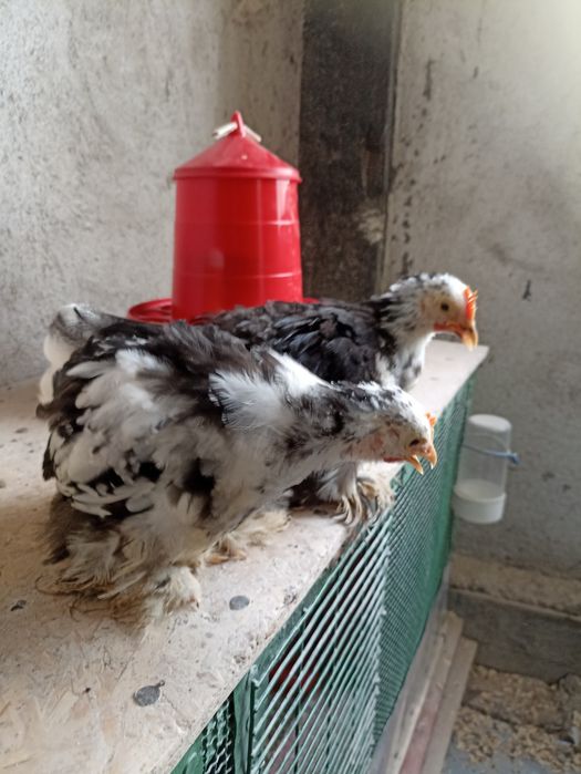 Vînd găinușe Cochin pitic alb la 75 lei bucata .