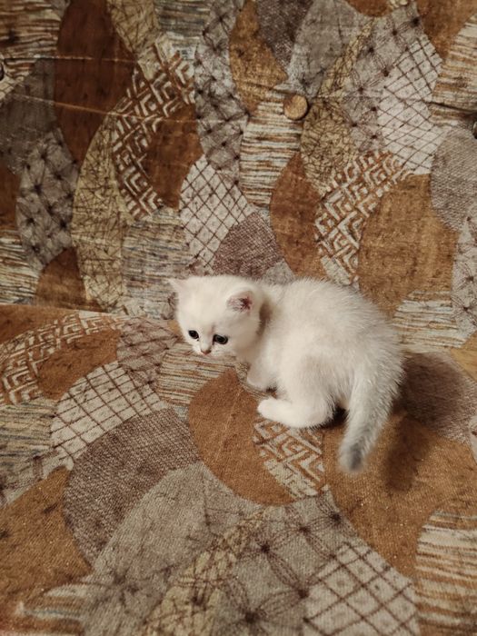 Алматы Шиншиллы Серебро