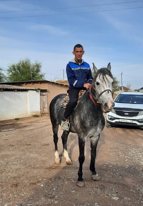 Продажа жеребца.