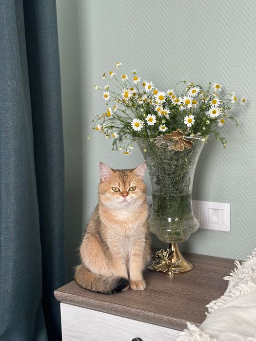 Отдадим кошку в хорошие руки