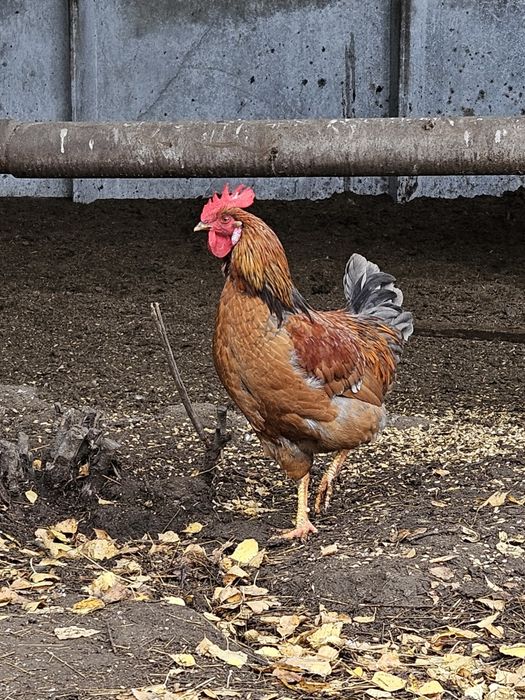Продам домашних петухов.