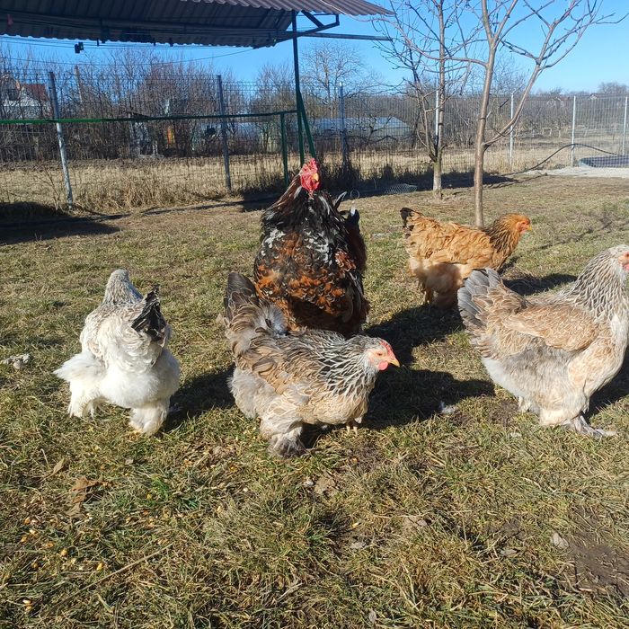 Brahma Oua pentru incubat