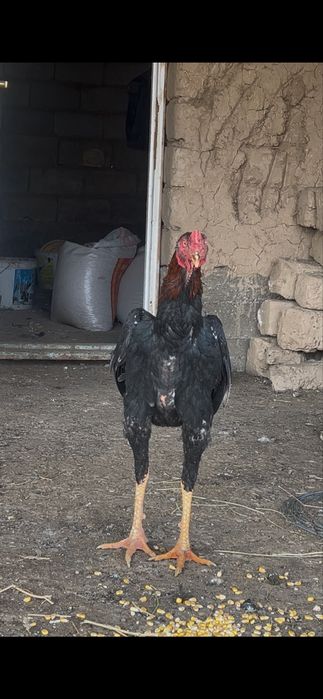 Бойцовский петух Дакан