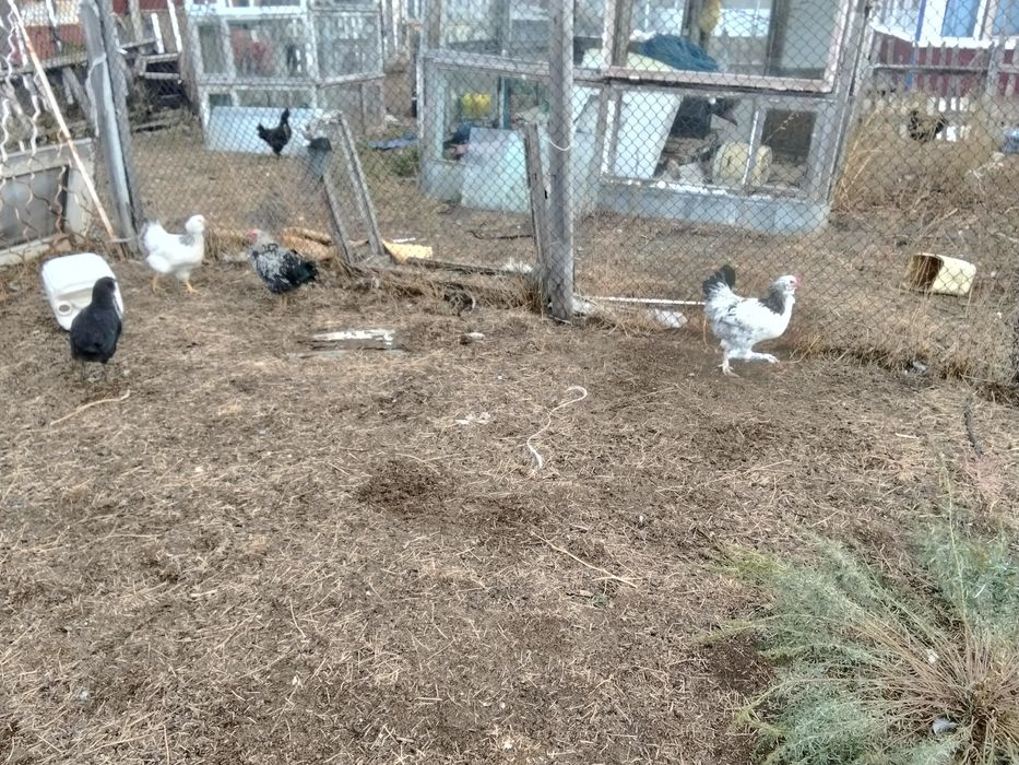 Продам петушков этого года
