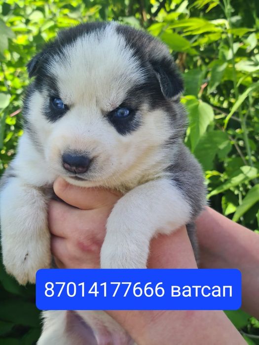 продам щенков Сибирской хаски