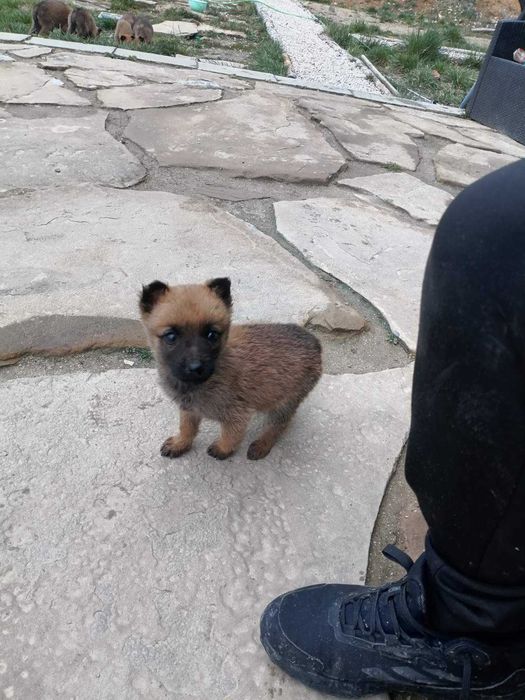 Малки кученца малиноа