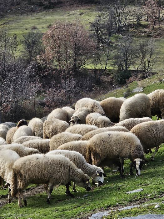 Продавам стадо овце – 60 броя