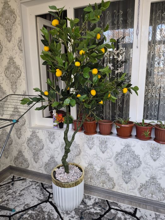 Продаётся декаративное дерево Лимон
