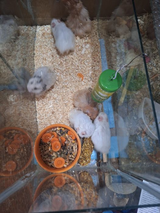 Hamsteri sirieni