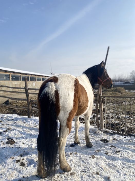 Ат,жылқы,лошадь,пішпе,