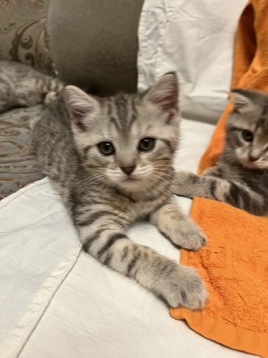 Отдам котят в добрые руки