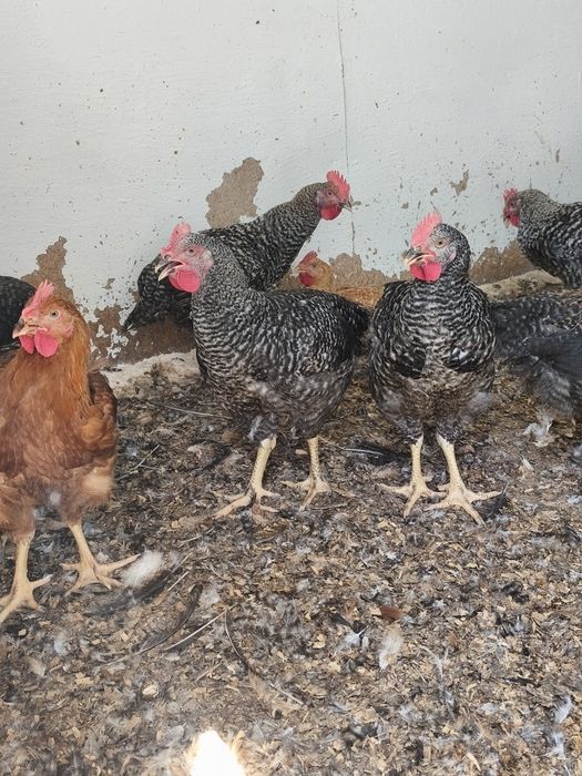 Vând cocoși rasă grea