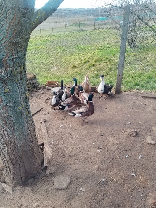 Диви патици на 10 месеца