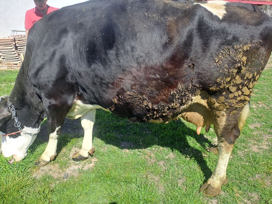 Vaca de vanzare  7 ani