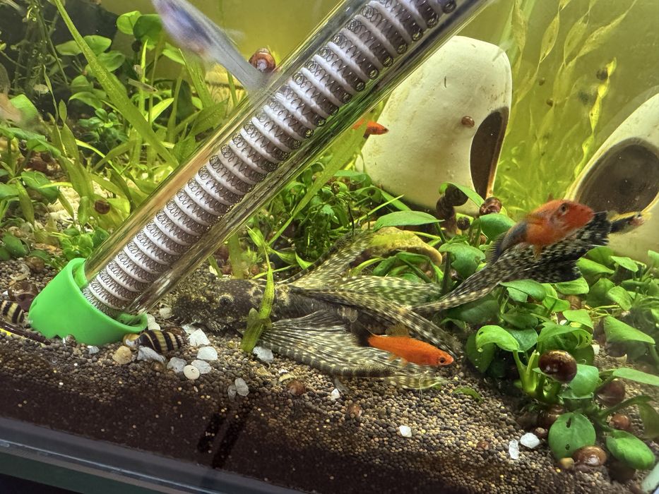 Сомики анцитрусы вуалевые