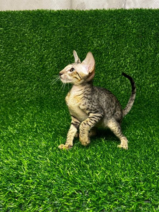 Котята Петерболды