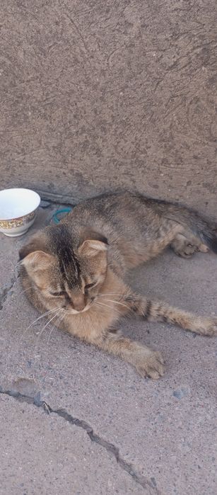 Scottish fold sotiladi