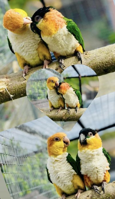 Vând pereche papagali caique