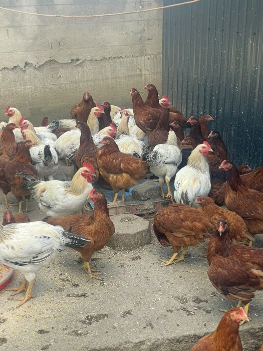 Vând cocoși si puici de anul acesta Prahova  Gherghita