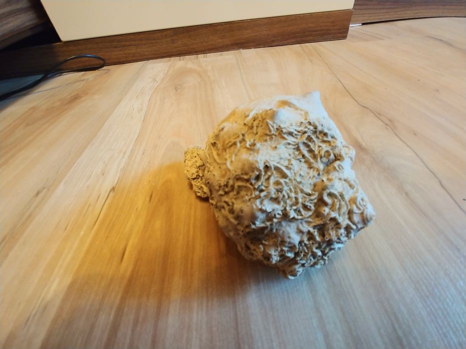 Раковина необработанная