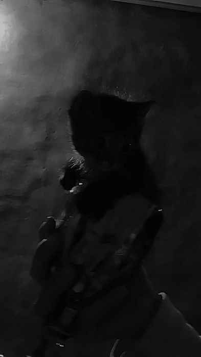 В добрые руки!!!