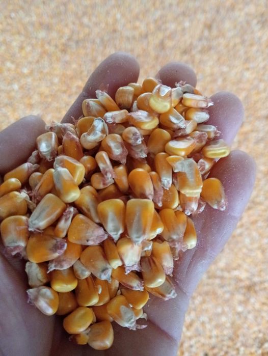 Vand porumb   boldut