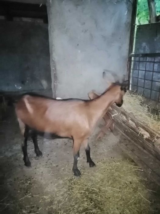 Capra alpin francez