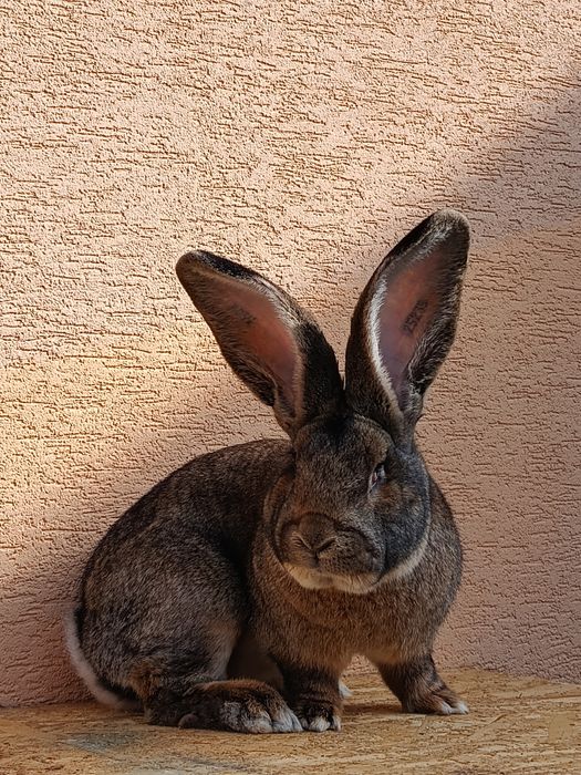 Masculi uriaș german