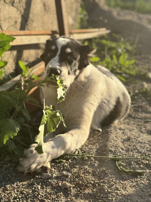 Среднеазиатская овчарка