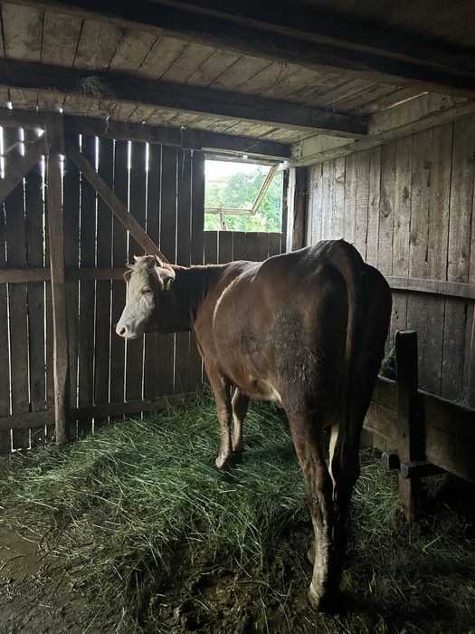 Vaca Baltata Romaneasca