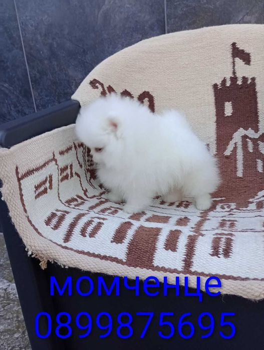 Чисто Бял Мъжки Померан.