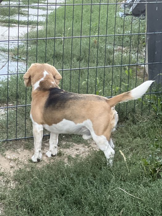 Donam cățeluș Beagle 5 ani cu pedigree – caut familie responsabilă, preferabil curte, păstrăm legătura