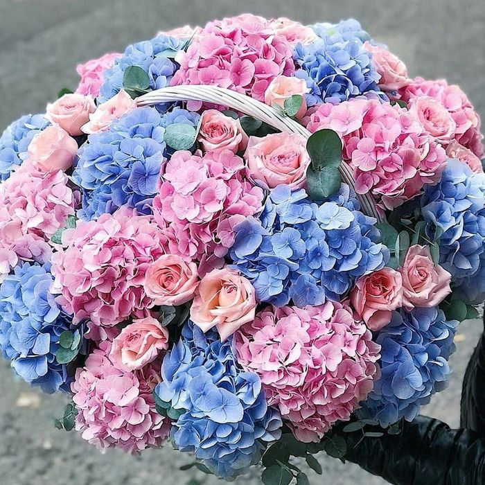 Royal Roses GUL DO'KONI