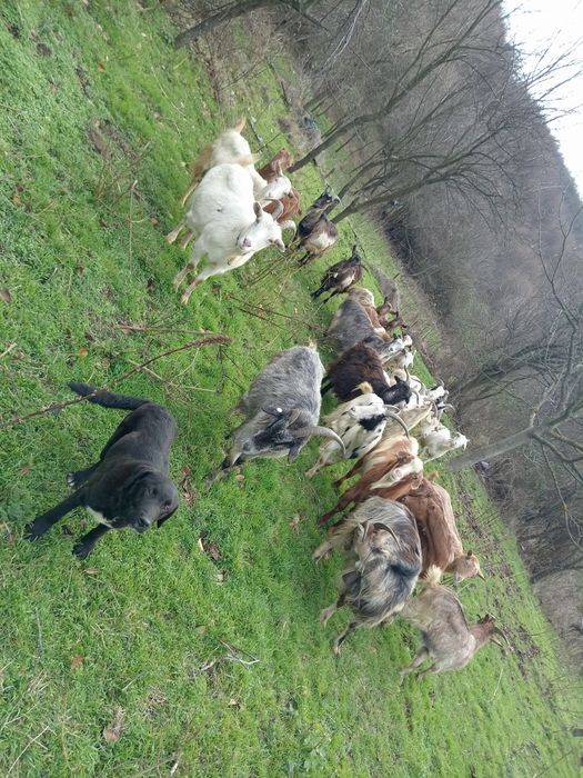 Capre gestante toate la lapte